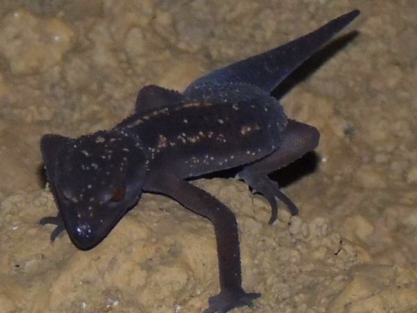 クロイワトカゲモドキ(沖縄県絶滅危惧種)