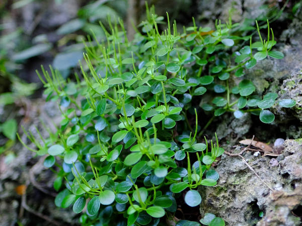 植物の世界