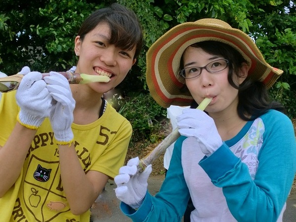 沖縄サトウキビ刈り&黒糖作り体験♪宜野座村【夢の扉楽園王国】