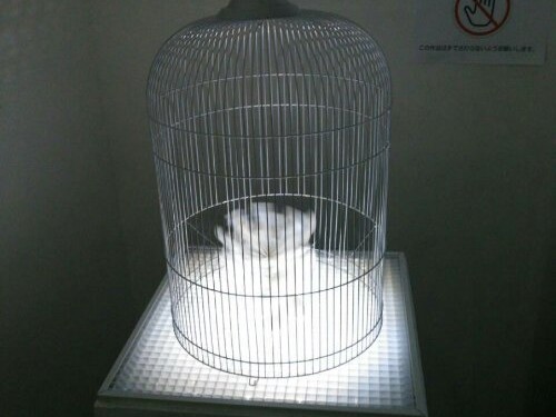 触って遊んで体全体で鑑賞出来る？