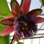 passion-fruits