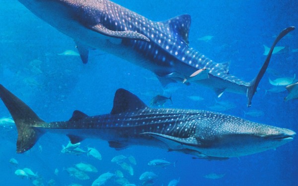 沖縄は人生でまだ2度目ですが、やっぱり沖縄大好きです。｜沖縄旅の思い出ﾌｫﾄｺﾝﾃｽﾄ