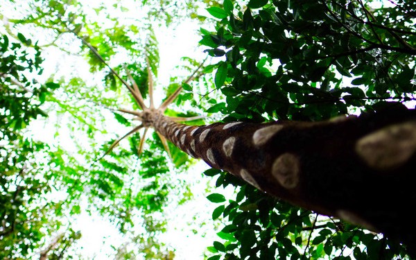 博士と行く！やんばる登山で植物ウォッチ