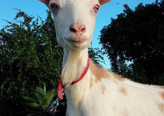 動物と触れあえる、うちなーファーム(糸満市)