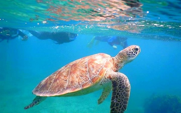 宮古島でウミガメシュノーケル|沖縄旅の思い出フォトコンテスト
