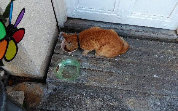 猫好きさん集まれ 沖縄工房 猫の家(那覇市)