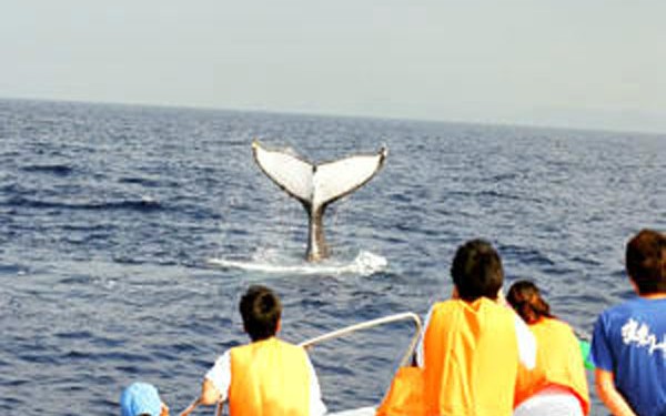 【国立公園ケラマ諸島】プロのクジラガイドがご案内！ホエールウォッチング！那覇発／送迎あり
