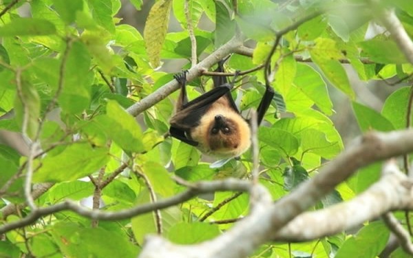 ホタルツアー!石垣島で感動体験!ベテランガイドが案内してくれるから安心!