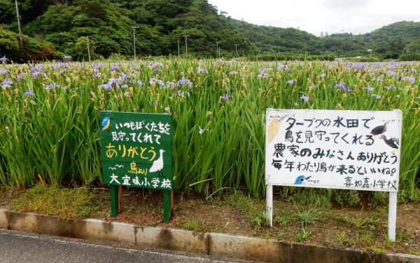 オクラレルカ花言葉は「よい知らせ」(大宜味村)