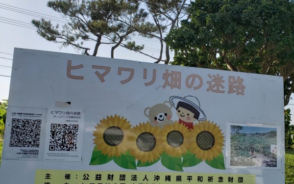 ヒマワリ畑の迷路 糸満市