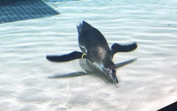 ペンギンに会える！DMMかりゆし水族館（豊見城）