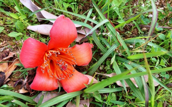 キワタの花満開(嘉手納町)