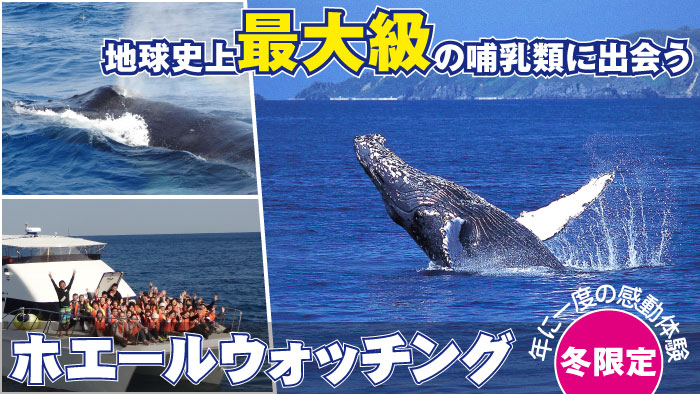 whale-watching_big.jpg
