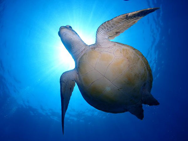 【那覇発】ケラマ1日・ボートファンダイビング　2DIVE★器材レンタル無料・那覇市内ホテル送迎サービス