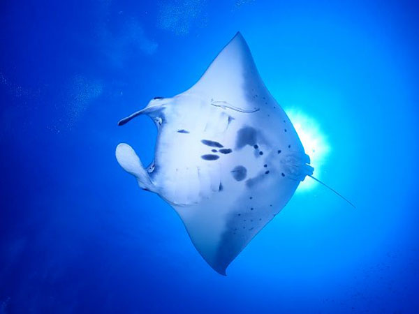 【那覇発】ケラマ1日・ボートファンダイビング　2DIVE★器材レンタル無料・那覇市内ホテル送迎サービス