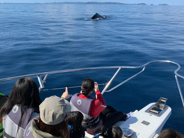 【宜野湾発】ホエールウォッチングツアー　大型船・少人数制☆ザトウクジラグッズGETの大チャンス