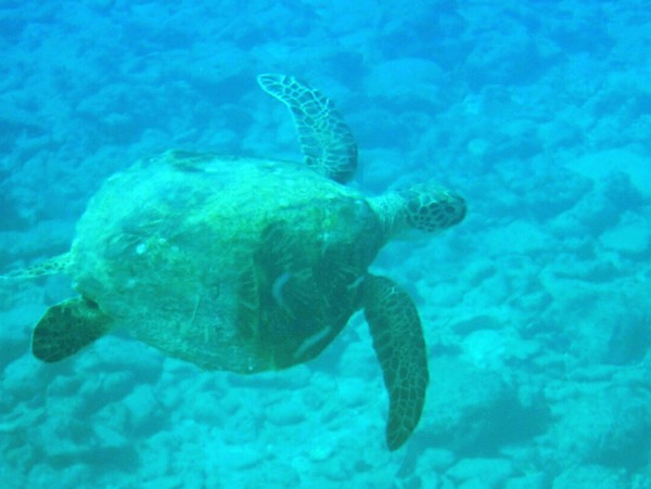ウミガメ探索クルーズ