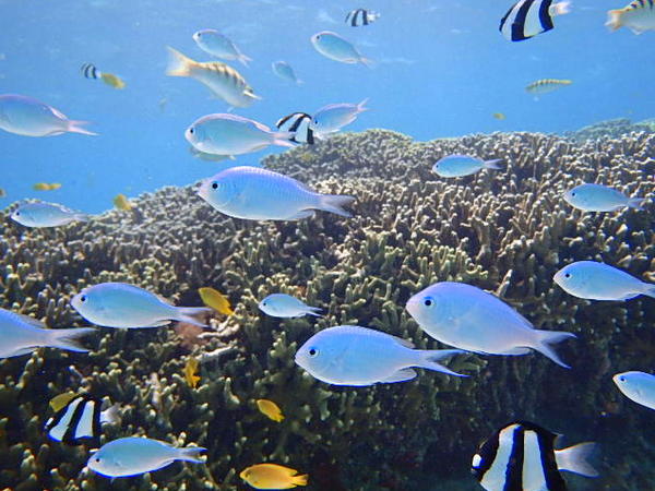 宮古島のきれいな海で熱帯魚観察 シュノーケルツアー