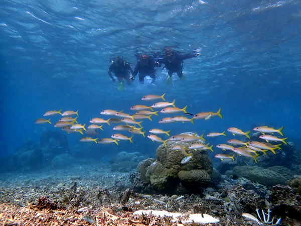 熱帯魚と珊瑚シュノーケリング