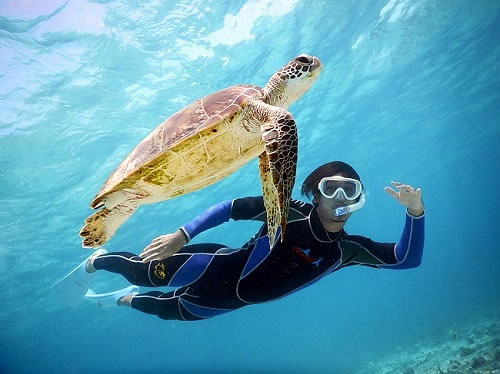 【宮古島満喫コース】観光＆遭遇率99%の海亀ツアー元祖の店で海亀と一緒に泳ぐシュノーケリング♪