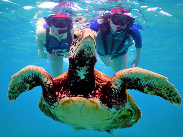 【宮古島元祖海亀ツアーの店】遭遇率99%のショップで海亀と一緒に泳ぐシュノーケリング♪団体割引有り