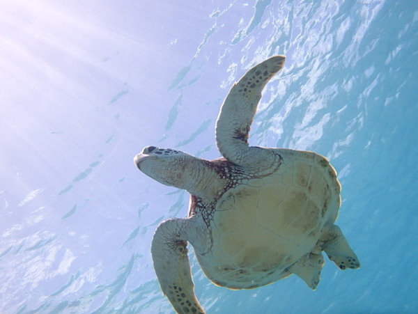 宮古島はウミガメの楽園♪体験ダイビングで夢のような海中世界へご案内！
