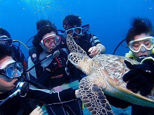 【ケラマ諸島ウミガメフォトツアー】ウミガメと泳ぐ♪ウミガメと撮る♪体験ダイビング＆シュノーケル