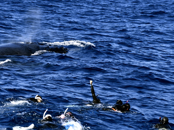 【那覇発】クジラと泳ぐ感動体験！ホエールスイムツアー♪