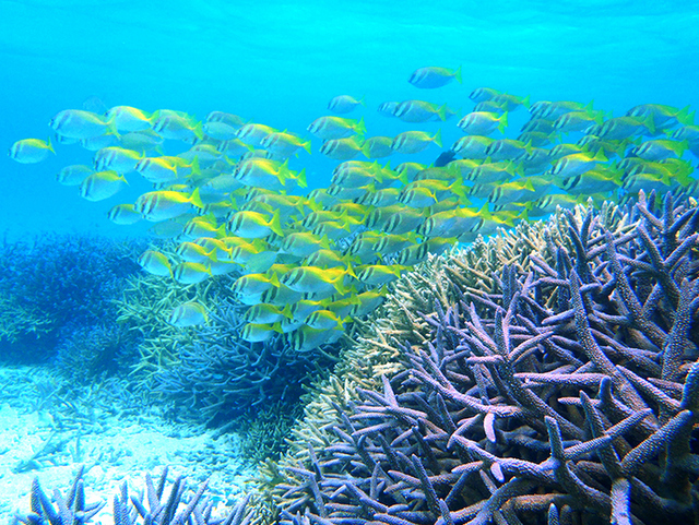 サンゴ礁ポイントシュノーケリング