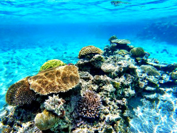 【美ら海水族館近く】シュノーケリング体験！西海岸の綺麗なサンゴ礁を探検しよう（4名～）