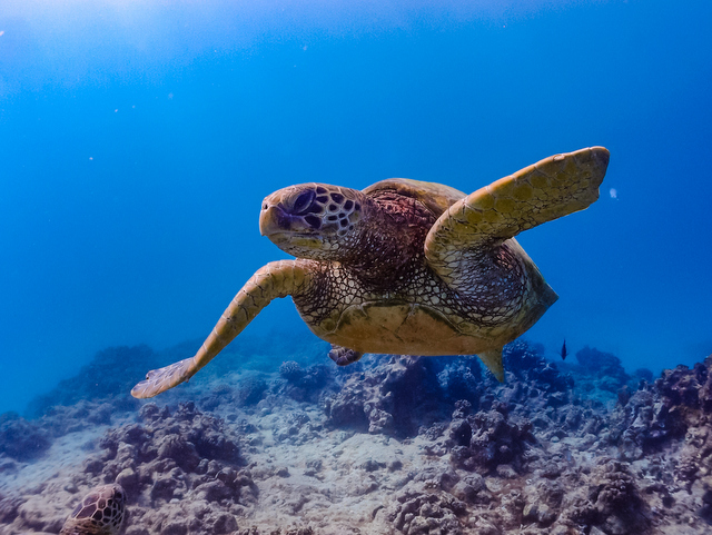 シュノーケリング