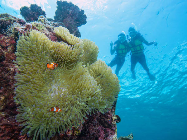 5歳～OK／【宮古島】ウミガメ＆クマノミシュノーケル★再チャレンジ無料保証｜GoPro写真＆動画無料