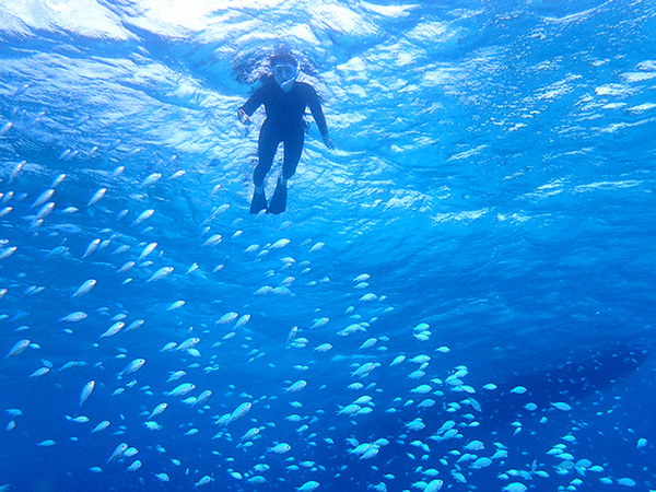 【小浜島出発】幻の島上陸＋石西礁湖サンゴ礁＆ウミガメシュノーケリング