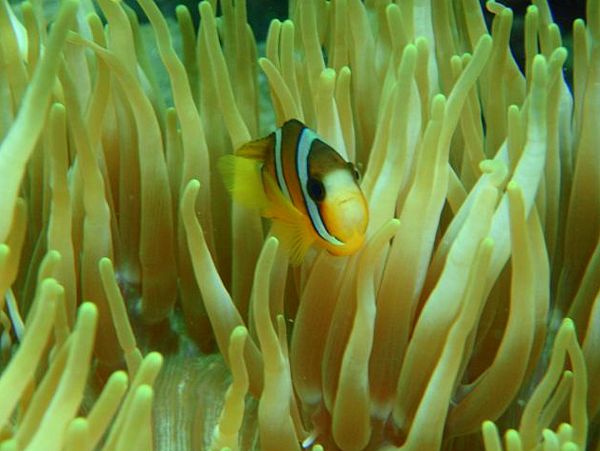 【美ら海水族館近く】ビーチ体験ダイビング♪（本部町）