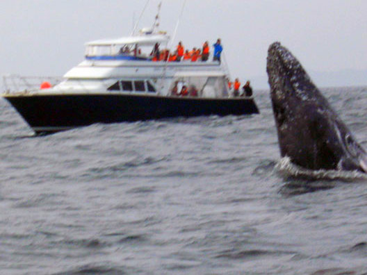 【那覇発】ホエールウォッチングツアー＋東南植物楽園入園券付き♪（那覇市内送迎あり）