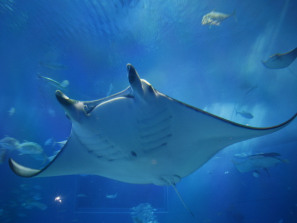 海洋博公園・沖縄美ら海水族館