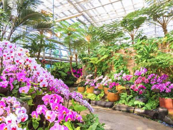 熱帯ドリームセンター（入館チケット付き）