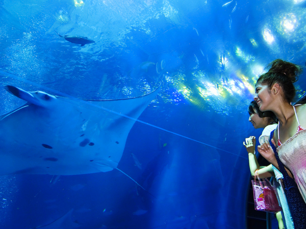 沖縄美ら海水族館（入館チケット付き）