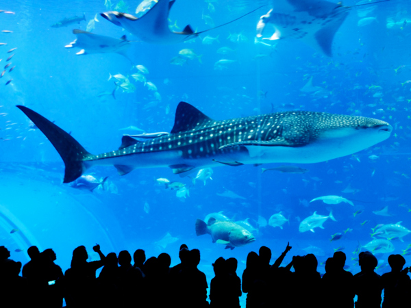 10月出発～お得な２施設入館チケット付き/ 昼食なし／【那覇・北谷発観光バスツアー（B-1）】沖縄美ら海水族館& 熱帯ドリームセンターと万座毛・備瀬フクギ並木・美浜アメリカンビレッジ